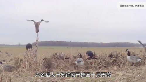 在茂密的森林中，猎人潜伏等待，最终迎来了"猎物落网，丰收在旦"。